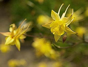 《DOTA2》7.37游戏性更新发布 打野爪回归、大量英雄命石重做